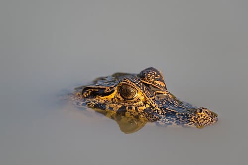A Yacare caiman-Caiman Crocodylus yacare-in the Cuiaba River Mato Grosso Do Sul State-Brazil Art Print